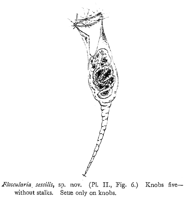 Collotheca sessilis - Original description image