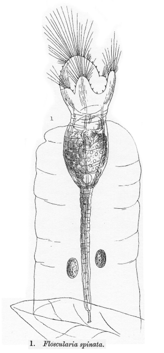 Collotheca spinata - Original description image
