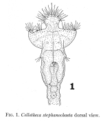 Collotheca stephanochaeta