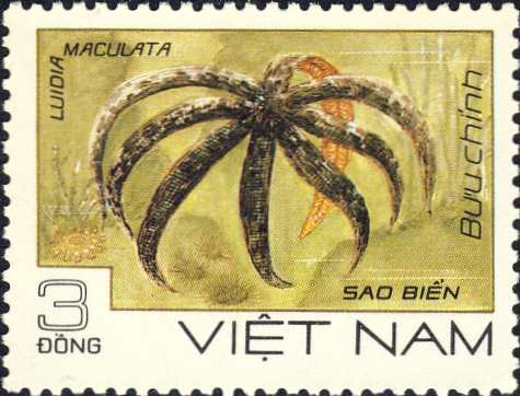 Luidia maculata Luidia maculata