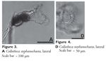 Collotheca stephanochaeta