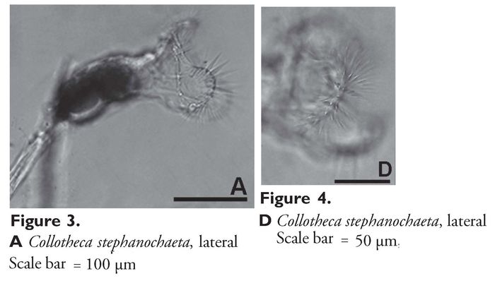 Collotheca stephanochaeta