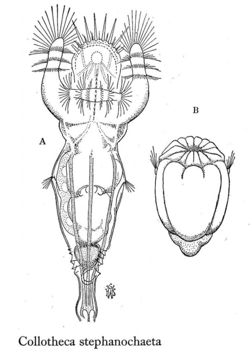 Collotheca stephanochaeta