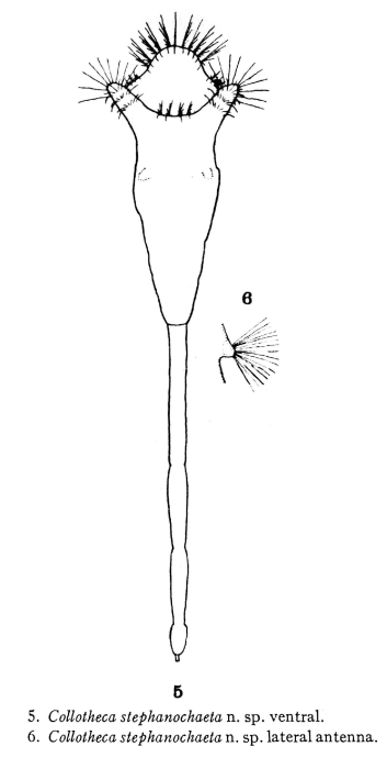 Collotheca stephanochaeta - Original description image