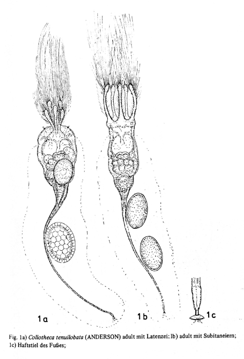 Collotheca tenuilobata