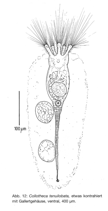 Collotheca tenuilobata