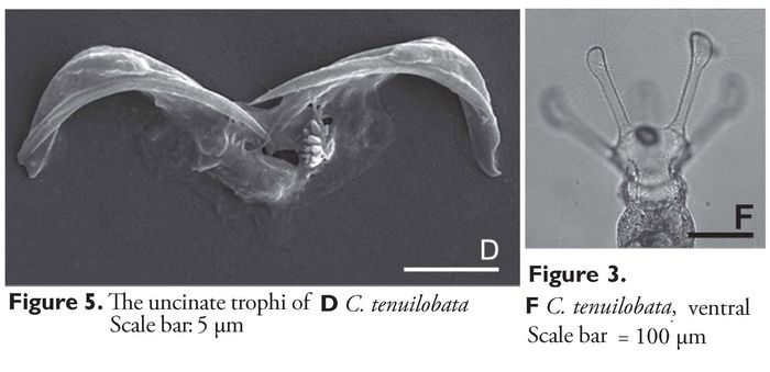 Collotheca tenuilobata