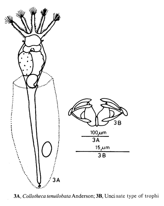 Collotheca tenuilobata