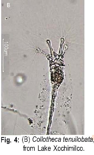 Collotheca tenuilobata