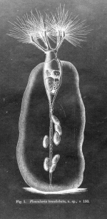 Collotheca tenuilobata - Original description image