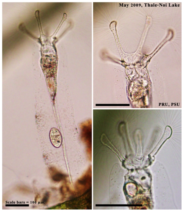 Collotheca tenuilobata