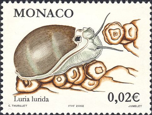 Luria lurida Luria lurida