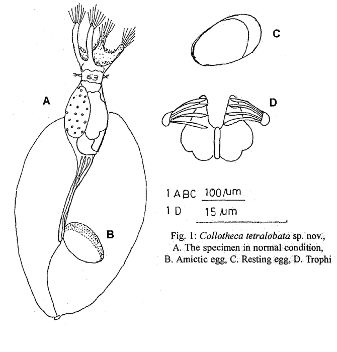 Collotheca tetralobata