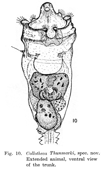 Collotheca thunmarki - Original description image