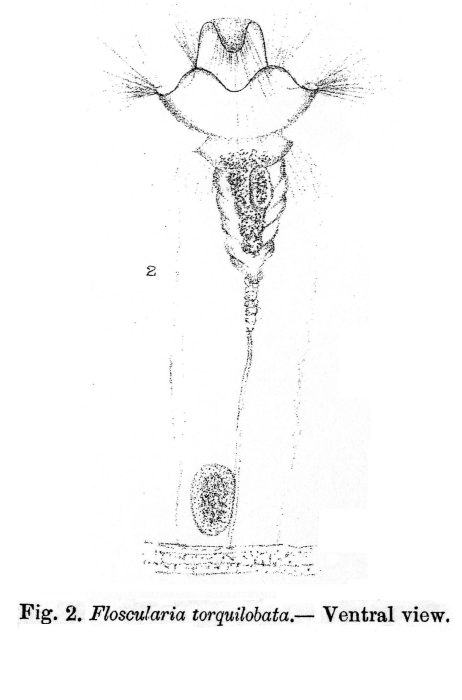 Collotheca torquilobata