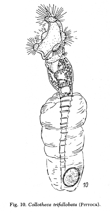 Collotheca trifidlobata
