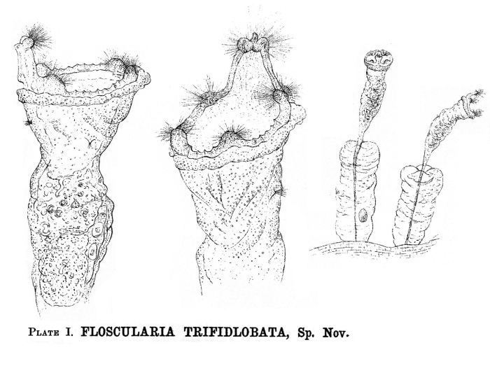 Collotheca trifidlobata - Original description image