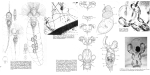 Collotheca trilobata