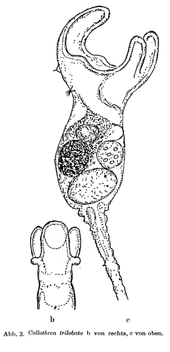 Collotheca trilobata