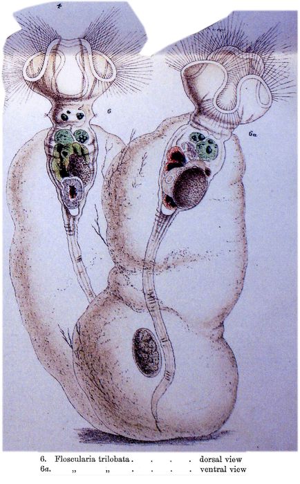 Collotheca trilobata