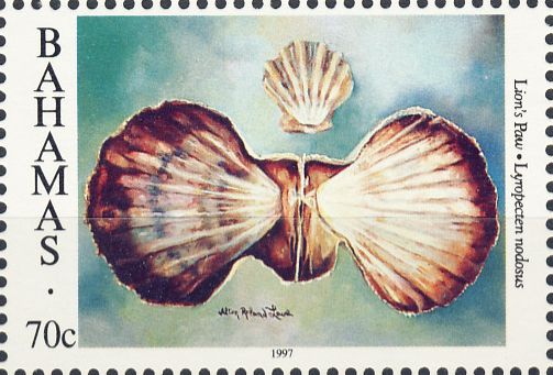 Lyropecten nodosus Lyropecten nodosus