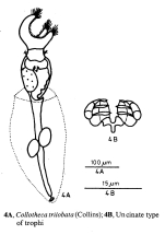 Collotheca trilobata