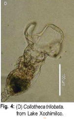 Collotheca trilobata