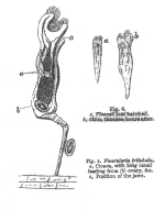 Collotheca trilobata - Original description image