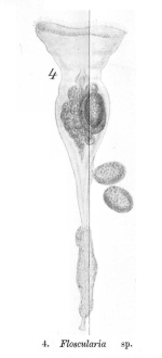 Collotheca tubiformis