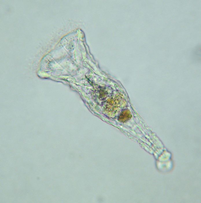 Collotheca tubiformis