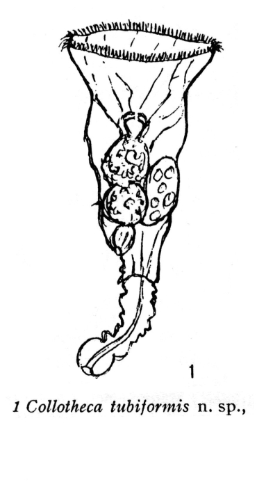 Collotheca tubiformis - Original description image