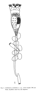 Collotheca undulata - Original description image