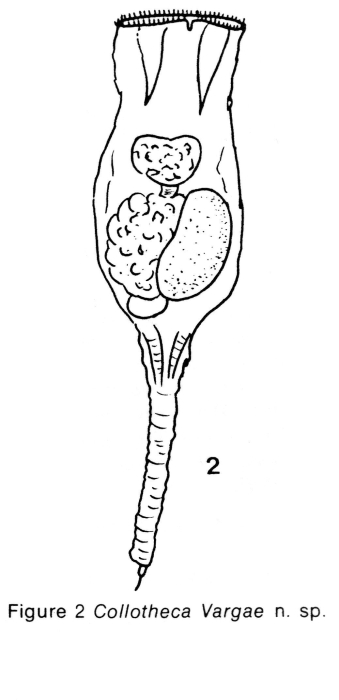 Collotheca vargai - Original description image
