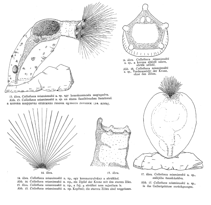 Collotheca wiszniewskii - Original description image