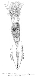 Collotheca wiszniewskii var. venusta - Original description image