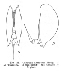 Colurella adriatica