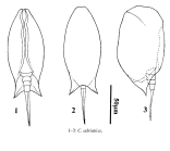 Colurella adriatica