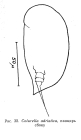 Colurella adriatica