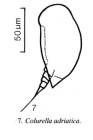 Colurella adriatica
