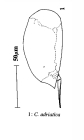 Colurella adriatica