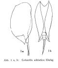 Colurella adriatica
