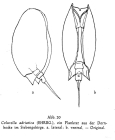 Colurella adriatica