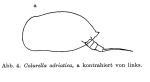Colurella adriatica