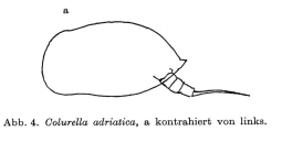 Colurella adriatica