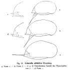 Colurella adriatica