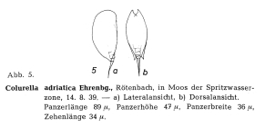Colurella adriatica