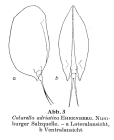 Colurella adriatica