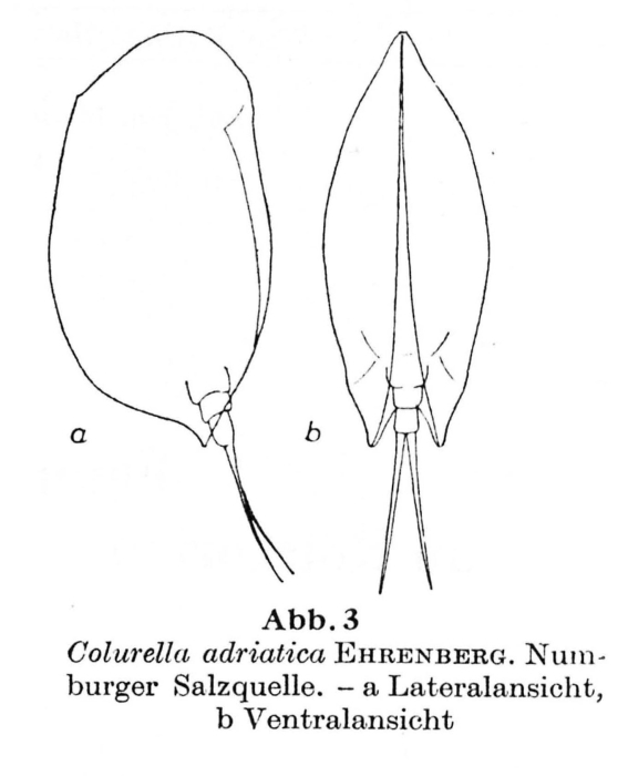 Colurella adriatica Colurella adriatica