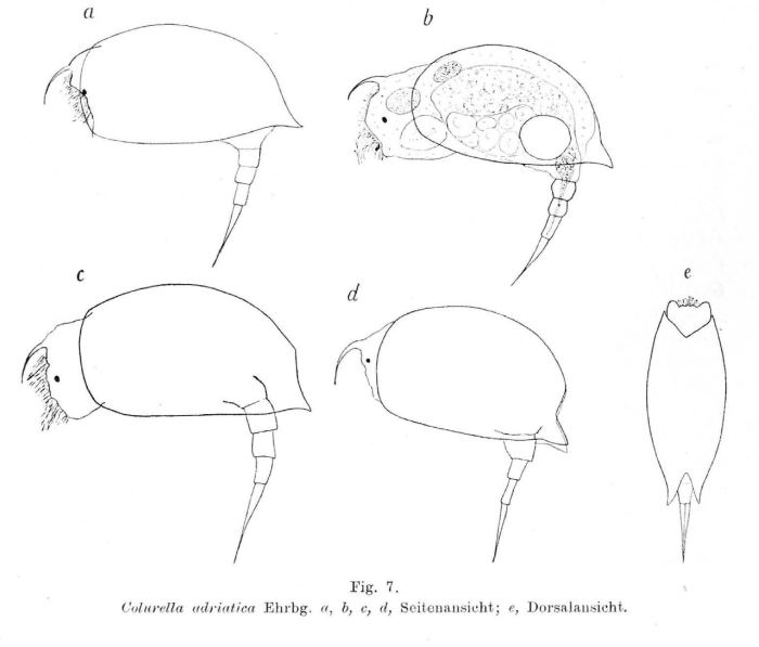 Colurella adriatica Colurella adriatica