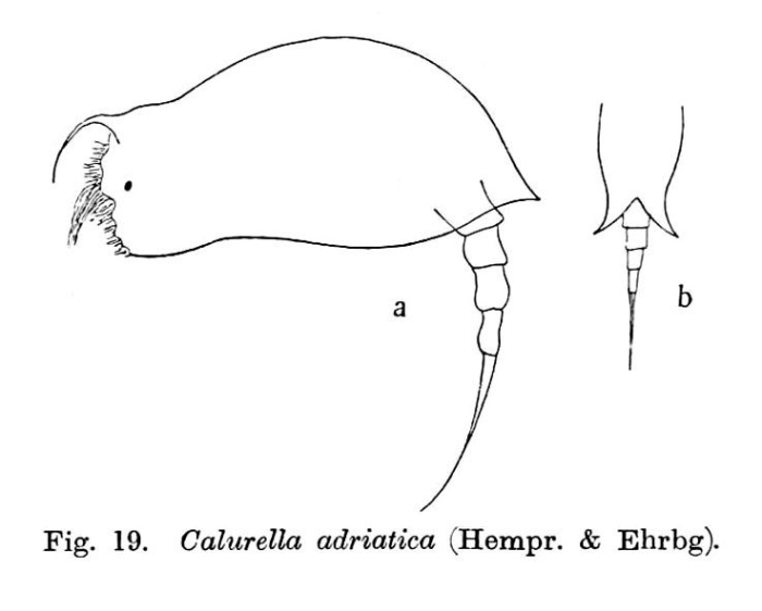 Colurella adriatica Colurella adriatica